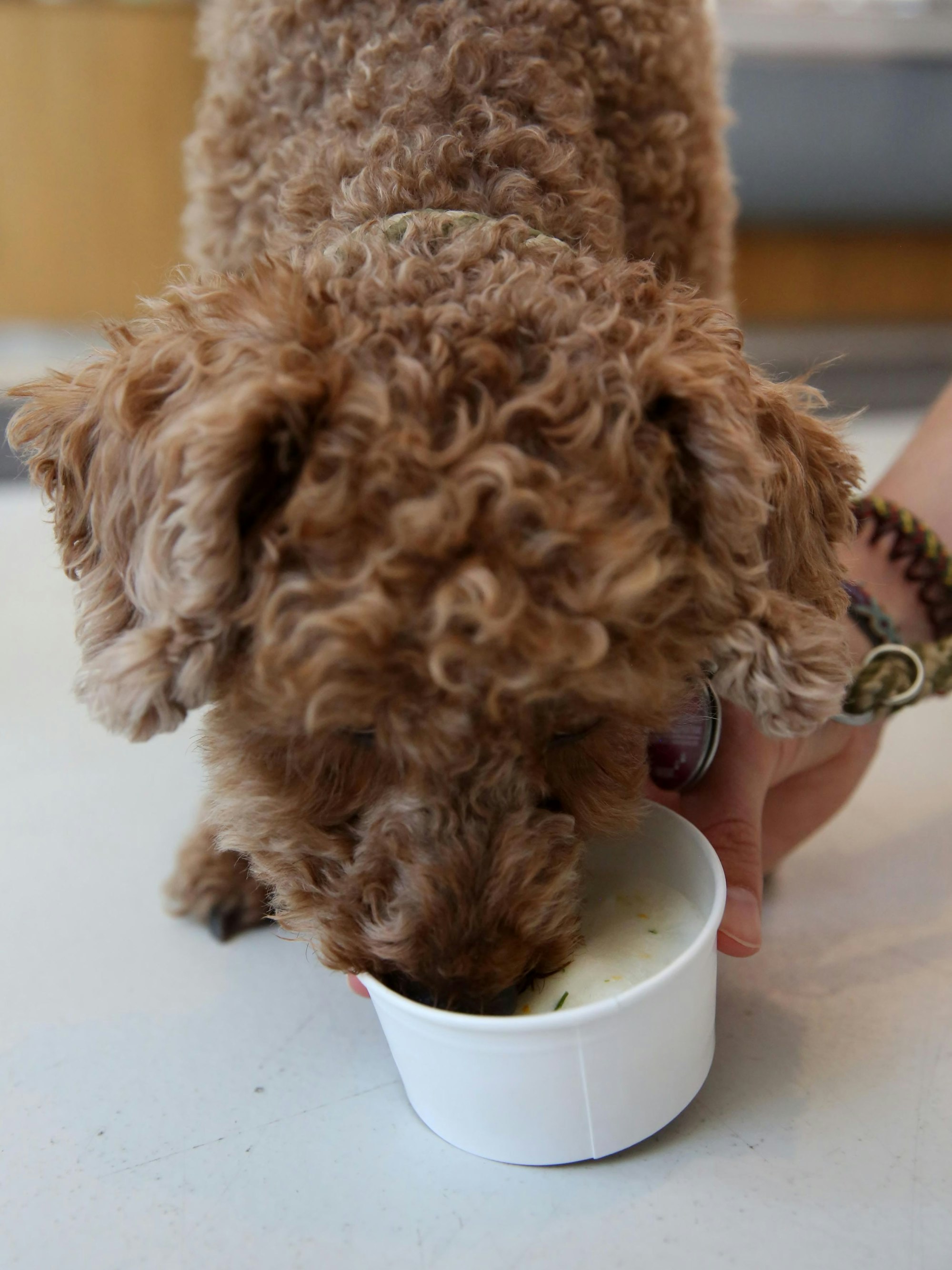 Pudel Matti ist begeistert vom Hunde-Eis.