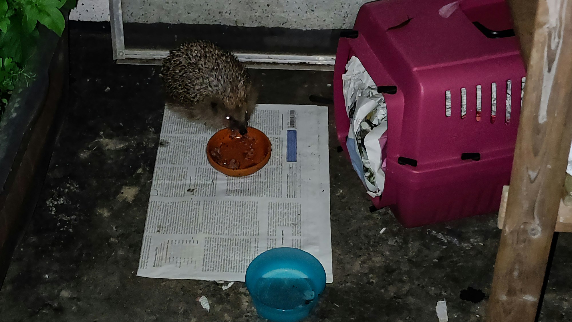 Ein Igel sitzt vor einem Käfig auf einer Zeitung und frisst aus einem Futternapf.