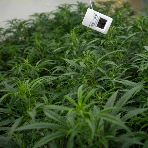 Das Symbolbild zeigt Cannabispflanzen in einer Plantage, darüber hängt ein digitales Thermometer.