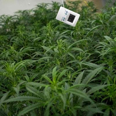 Das Symbolbild zeigt Cannabispflanzen in einer Plantage, darüber hängt ein digitales Thermometer.
