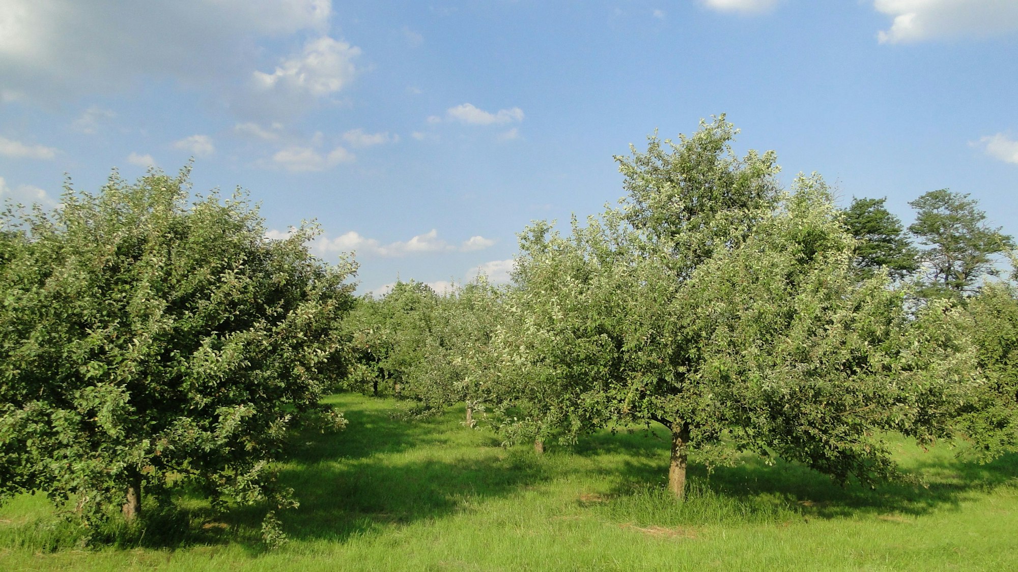 Grüne Bäume stehen auf einer grünen Wiese in der Rheinaue Langel-Merkenich.