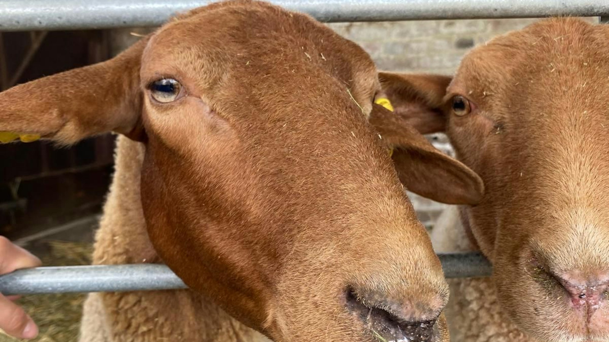 Zwei an der Blauzungenkrankheit erkrankte Schafe, das linke ist inzwischen verstorben.