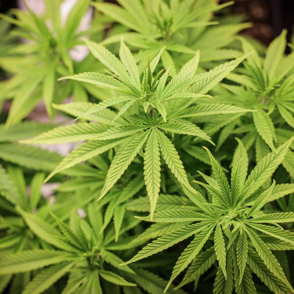 Cannabispflanzen (ca. 4 Wochen alt) in ihrer Wachstumsphase stehen unter künstlicher Beleuchtung in einem Privatraum.