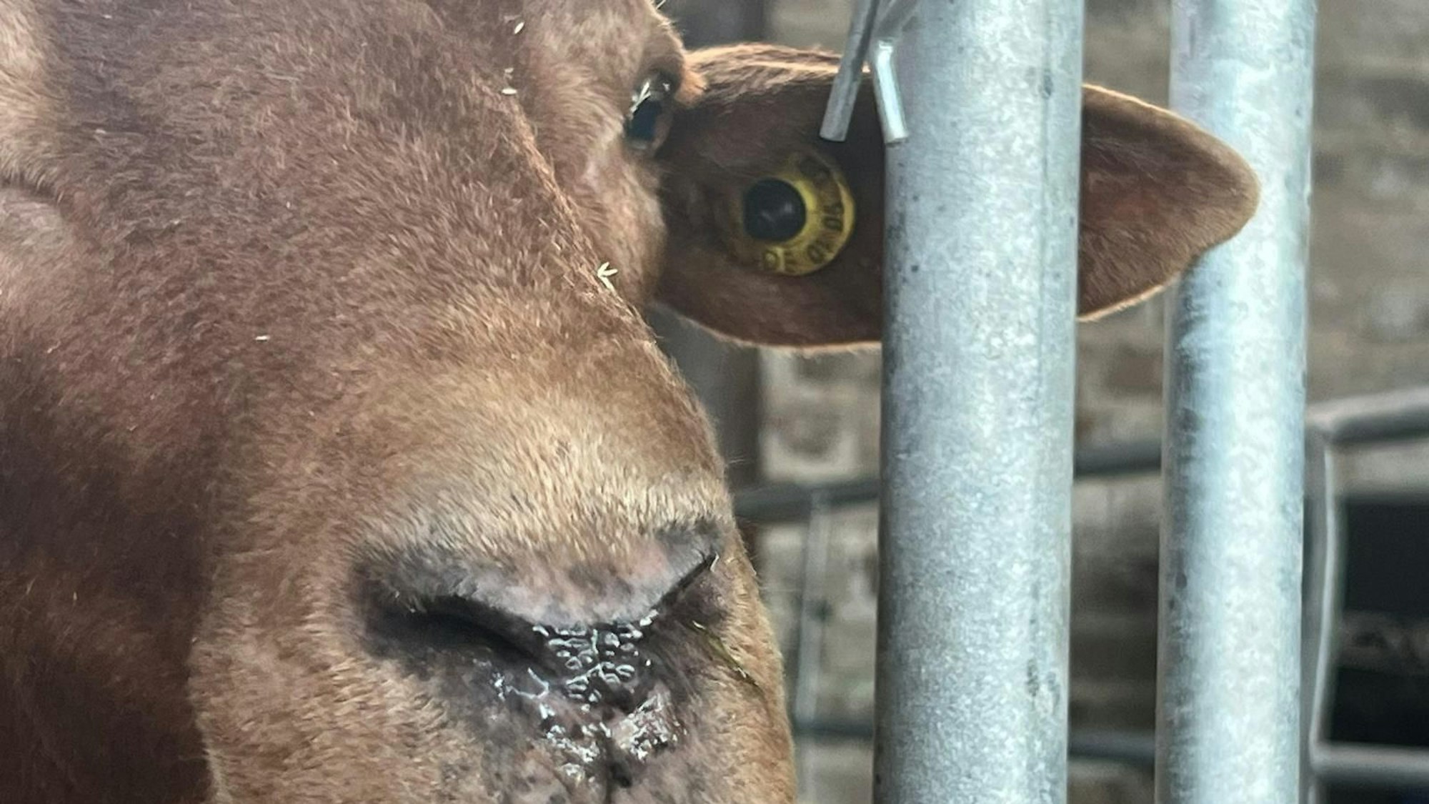 Sekret läuft dem mit der Blauzungenkrankheit infiziertem Schaf aus der Nase. Es ist inzwischen verstorben.