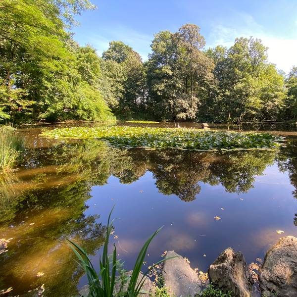 Im Wasser eines Teichs spiegeln sich Bäume.
