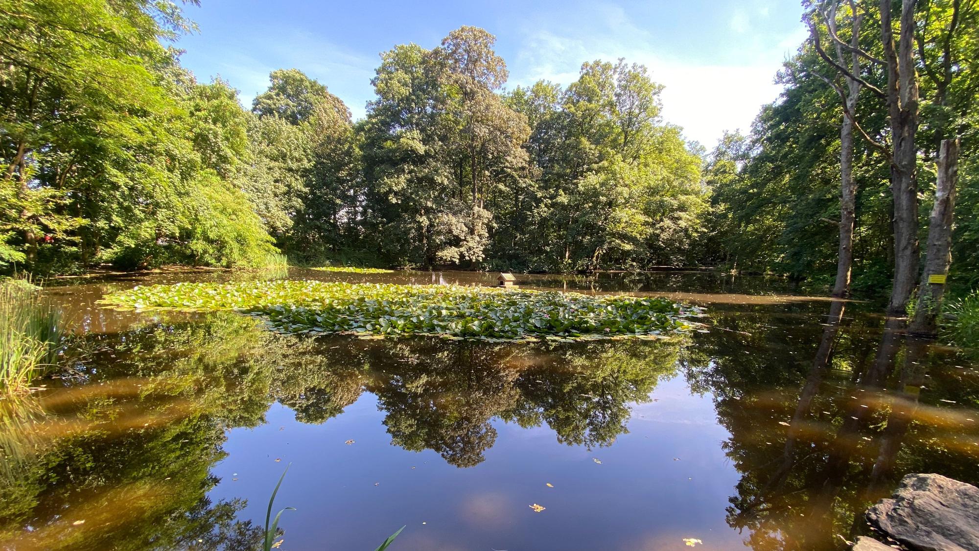 Im Wasser eines Teichs spiegeln sich Bäume.