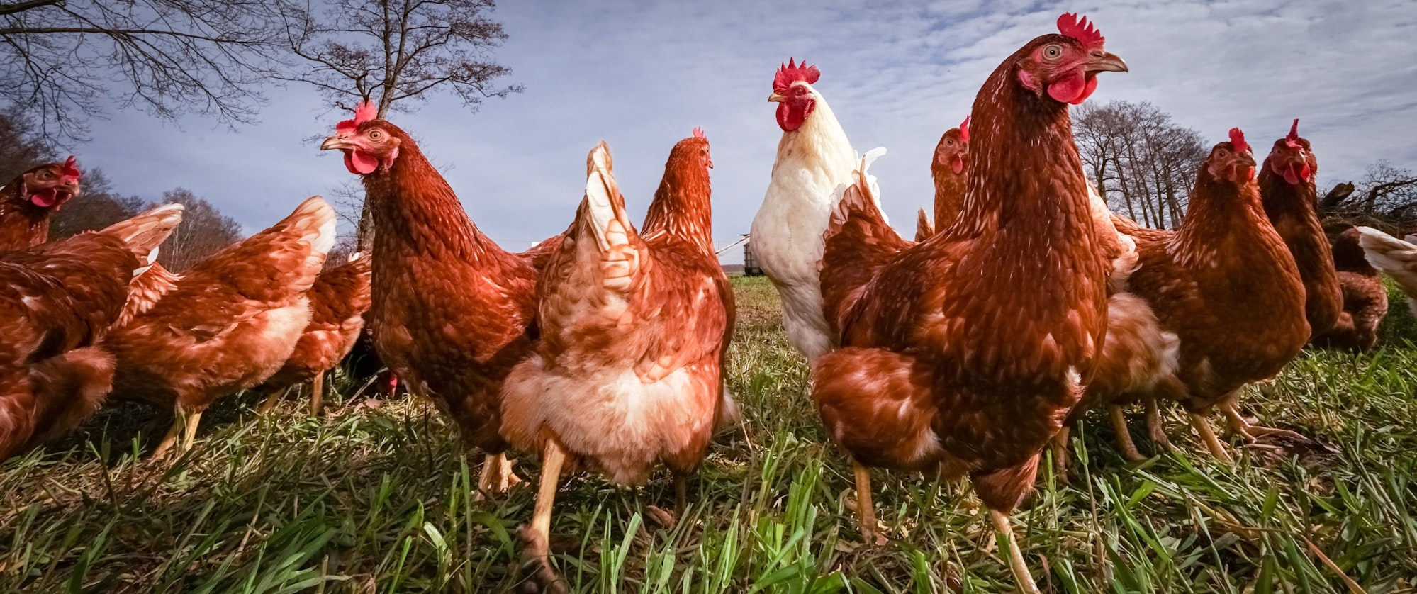 Braune Hühner mit Hahn auf einer Hühnerweide.