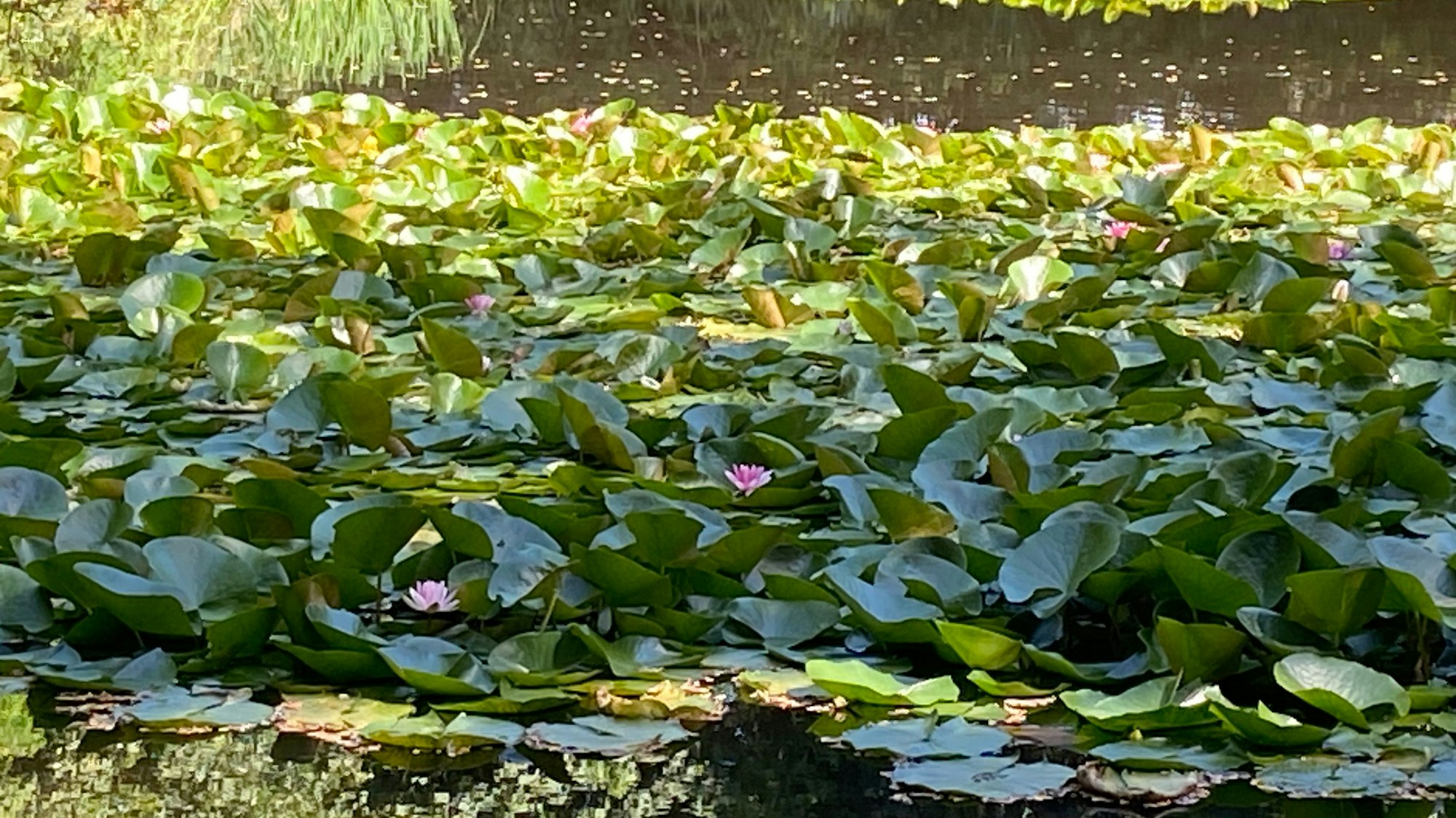 Prächtige Seerosen sind auf dem Wasser zu entdecken.