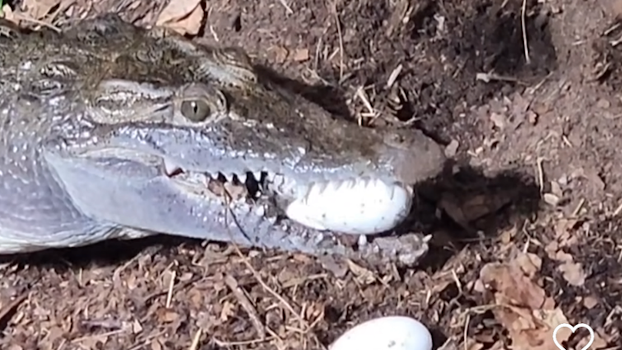 Ein Krokodil hat ein Ei im Maul.