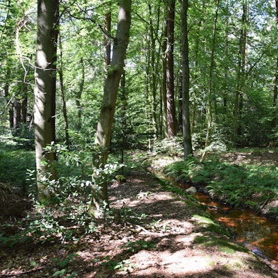 Blick in den Wald bei Dünnwald