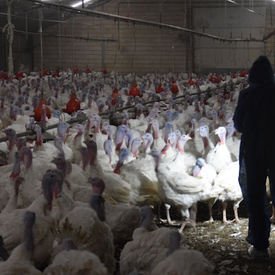 Ein Aktivist inmitten von Puten in einem Stall.