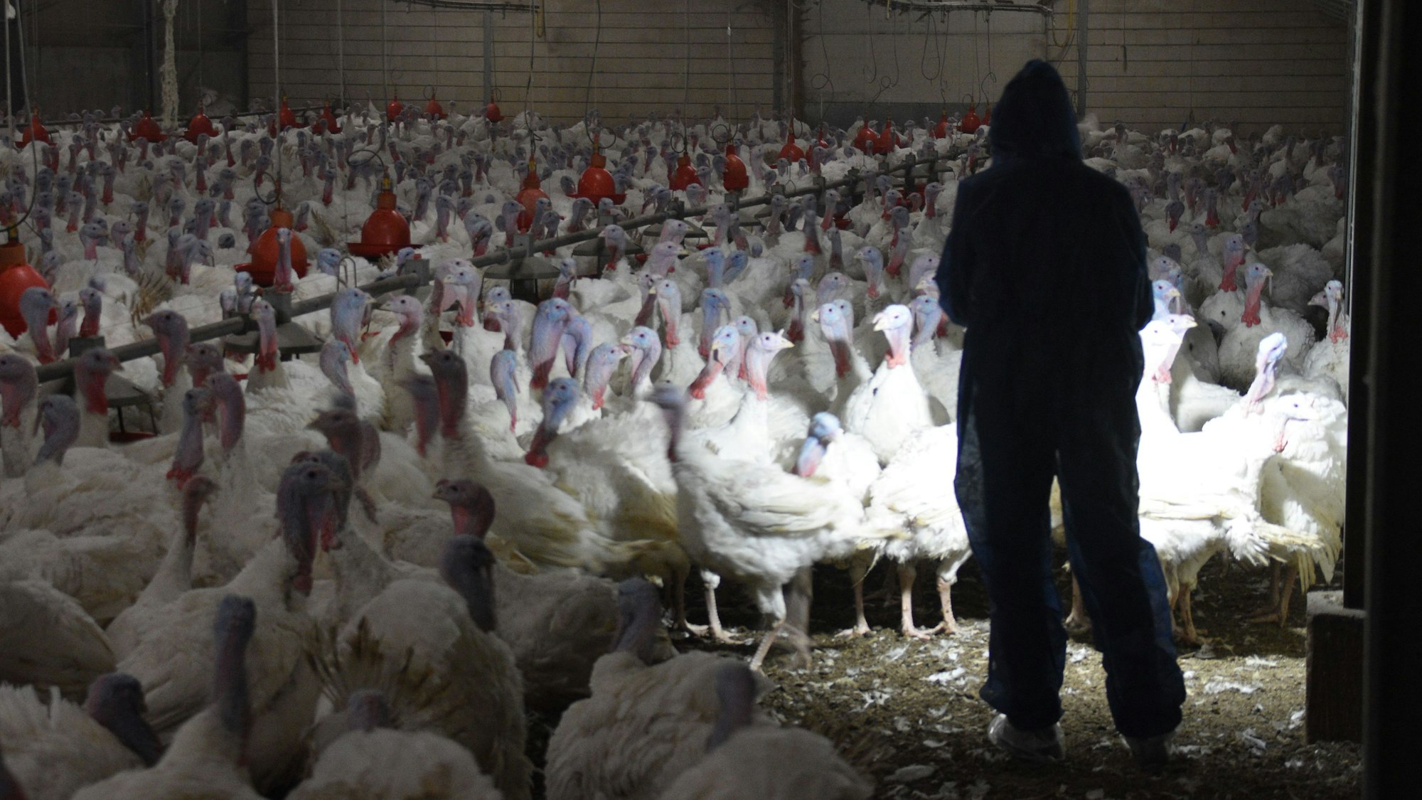 Ein Aktivist inmitten von Puten in einem Stall.
