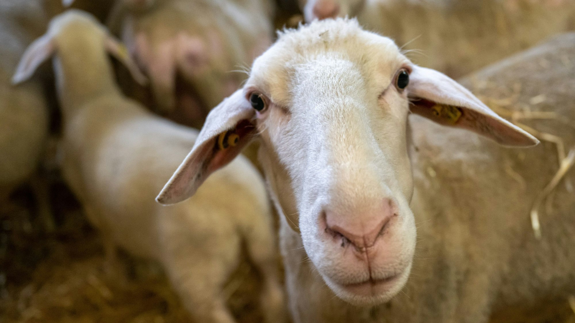 Schafe stehen in einem Stall.