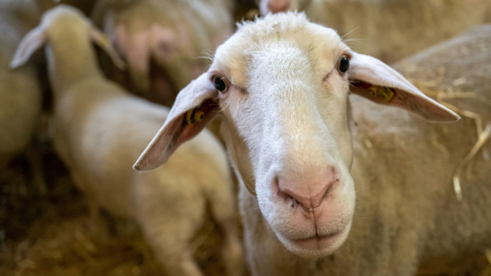 Schafe stehen in einem Stall.