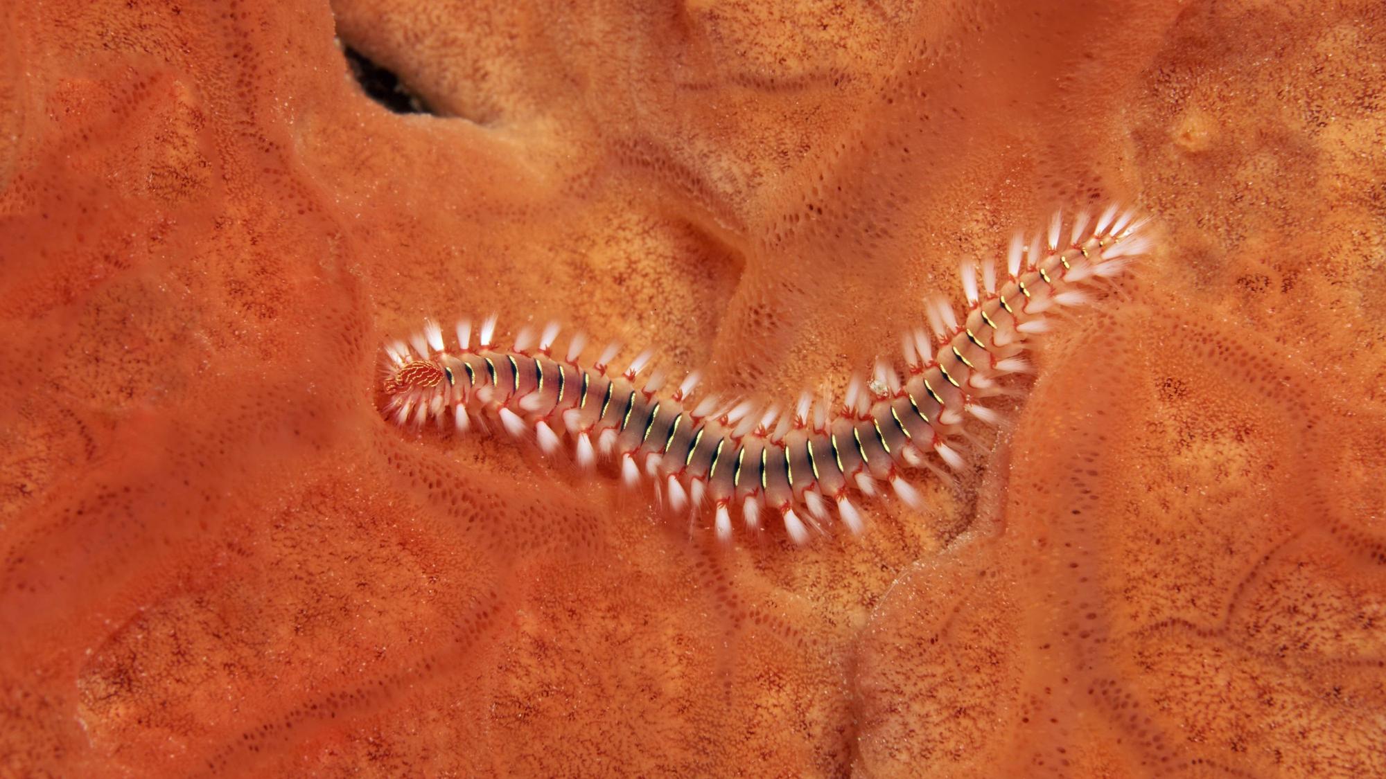Der Feuerwurm (Hermodice caruncalata)