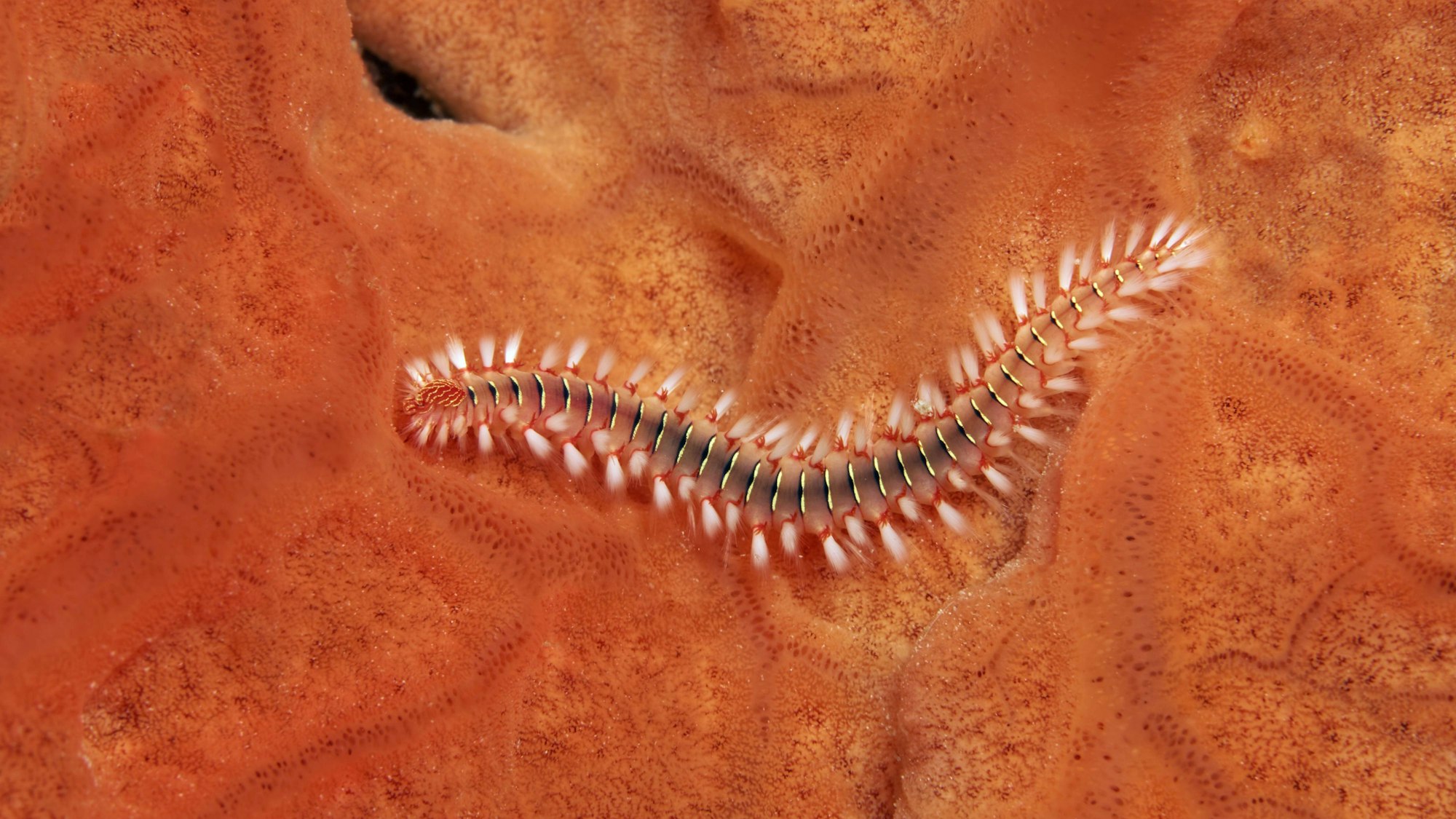 Der Feuerwurm (Hermodice caruncalata)