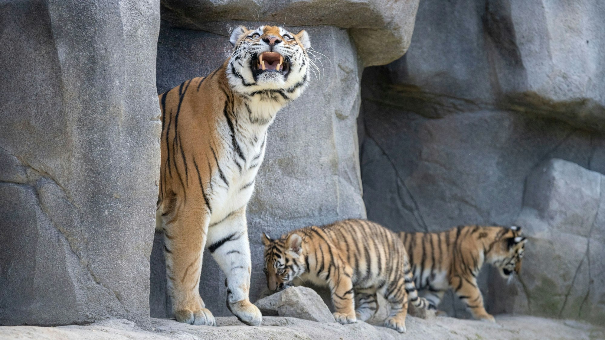 Mama Katinka behält die Umgebung im Auge, während Tochka und Timur ihre ersten Schritte nach draußen wagen.