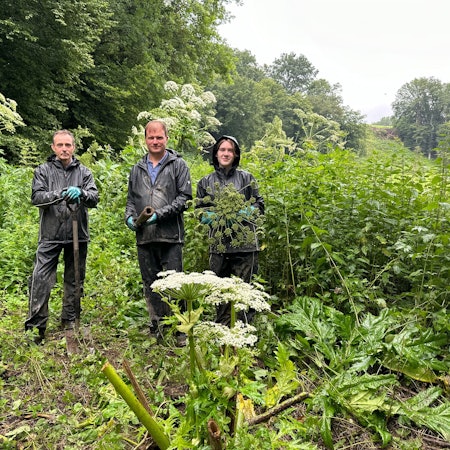 Drei Personen in einer Böschung mit der Herkulesstaude.