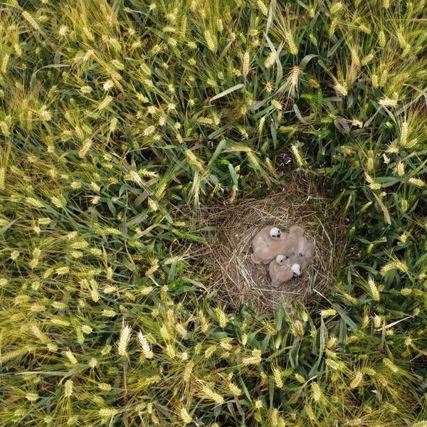 Das Bild zeigt den Blick von oben auf junge Greifvögel, die in einem Kornfeld sitzen.