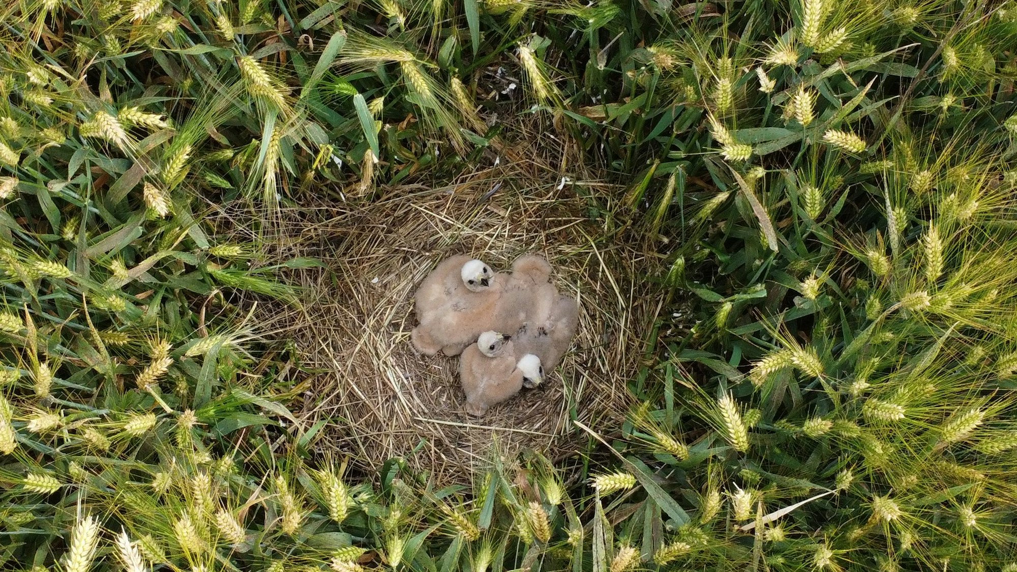 Das Bild zeigt den Blick von oben auf junge Greifvögel, die in einem Kornfeld sitzen.