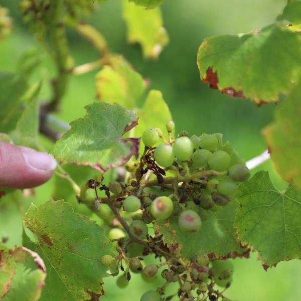 Vom Pilz befallene Trauben verkümmern am Weinstock.