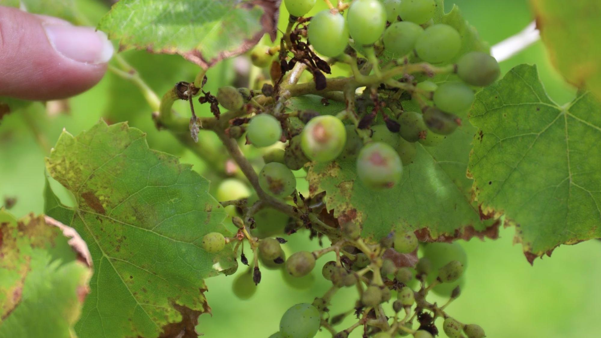 Vom Pilz befallene Trauben verkümmern am Weinstock.