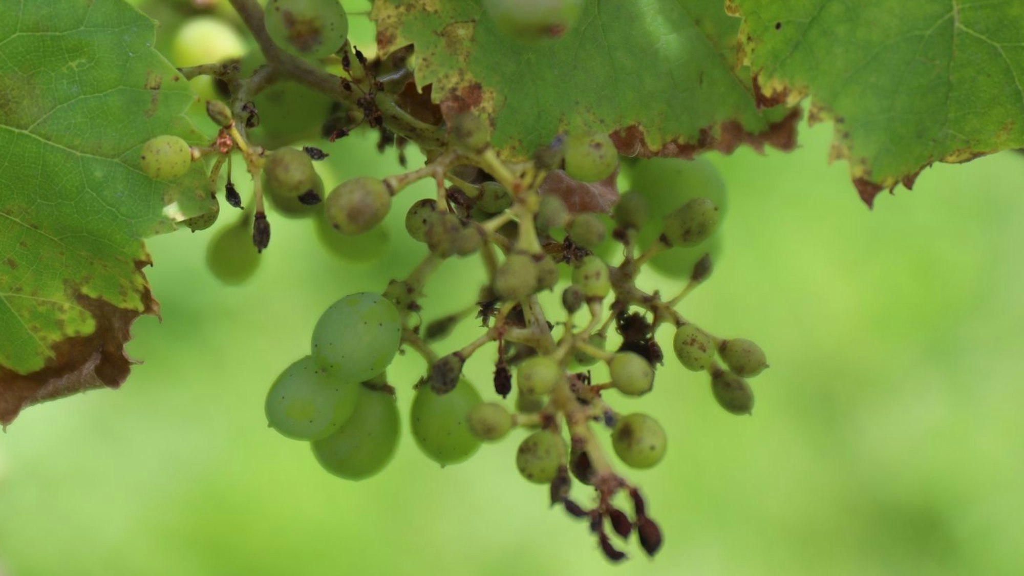 Nur wenige Trauben sind bei Bernd reif geworden. Sie hängen verschrumpelt an der Rebe.