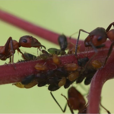Die Kahlrückige Waldameise in einer Nahaufnahme.