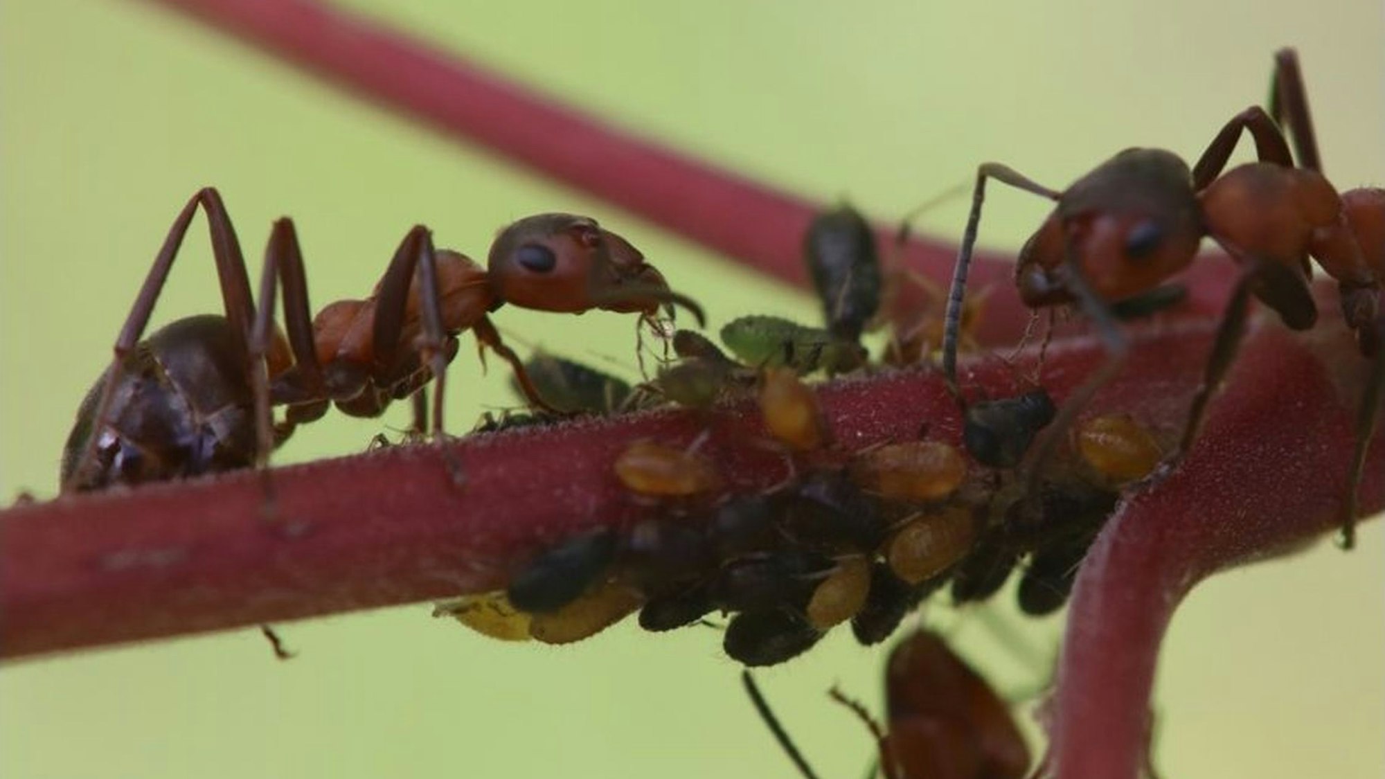 Die Kahlrückige Waldameise in einer Nahaufnahme.