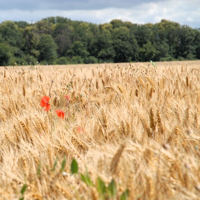 Zu sehen ist ein Kornfeld, auf dem Klatschmohn wächst.