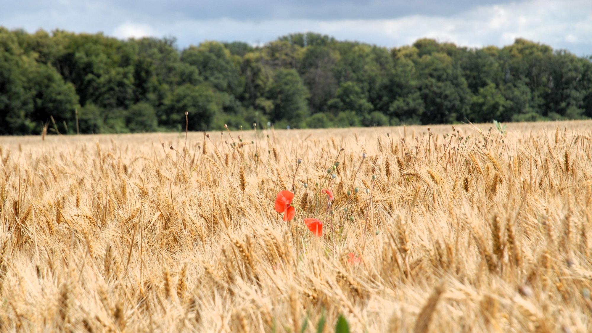 Zu sehen ist ein Kornfeld, auf dem Klatschmohn wächst.