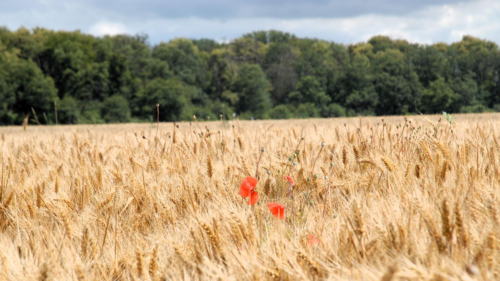 Zu sehen ist ein Kornfeld, auf dem Klatschmohn wächst.