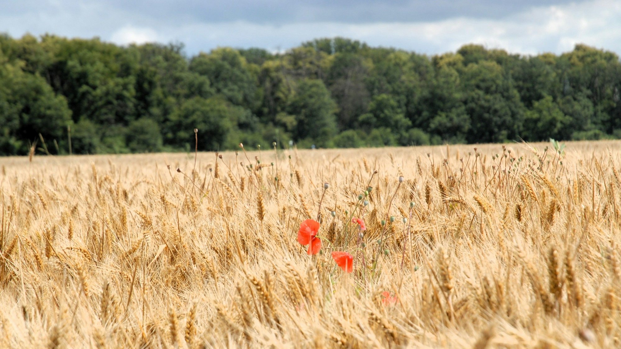 Zu sehen ist ein Kornfeld, auf dem Klatschmohn wächst.