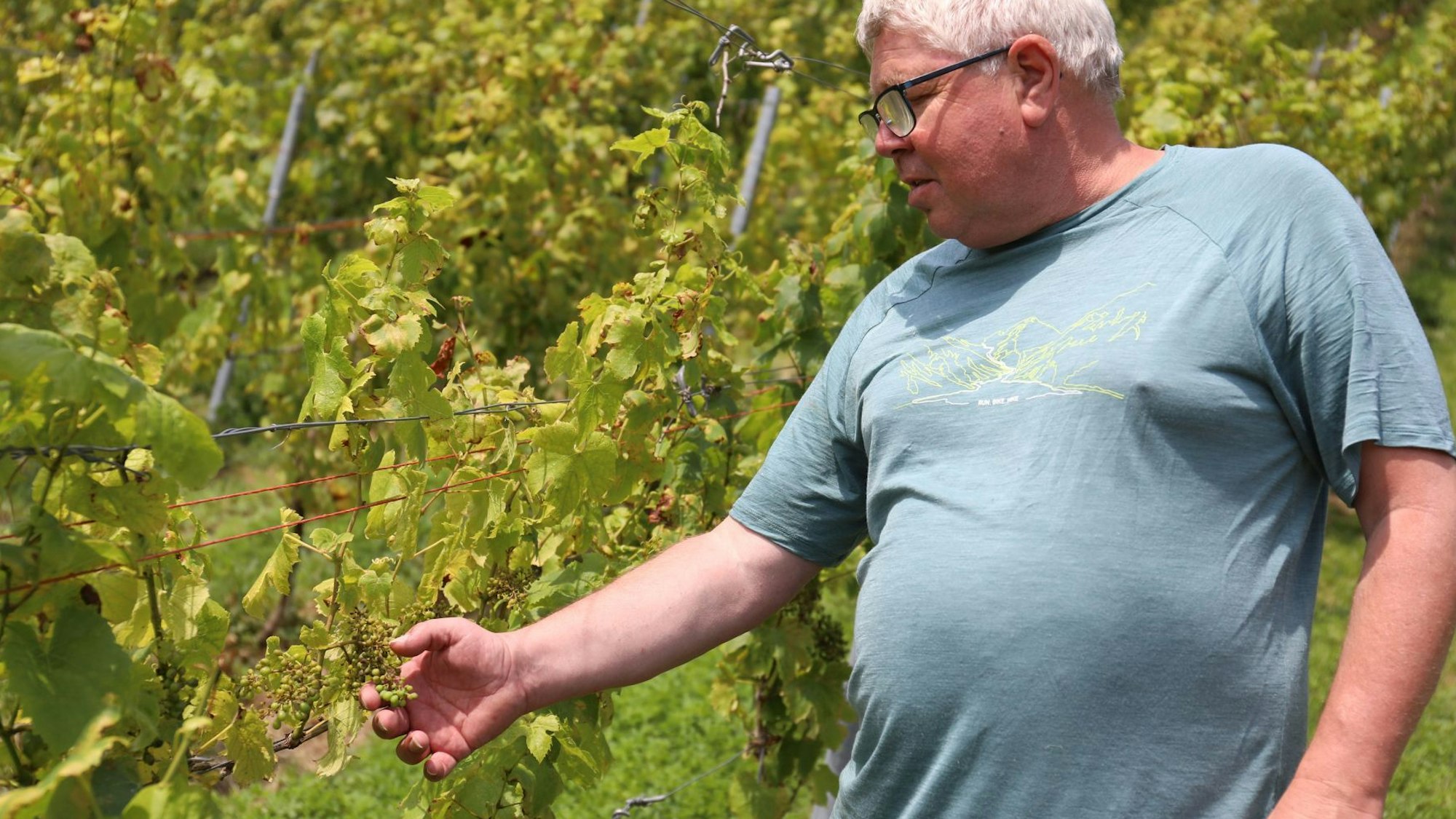 Winzer Bernd Blöser aus Oberdollendorf hat Ernteverluste.