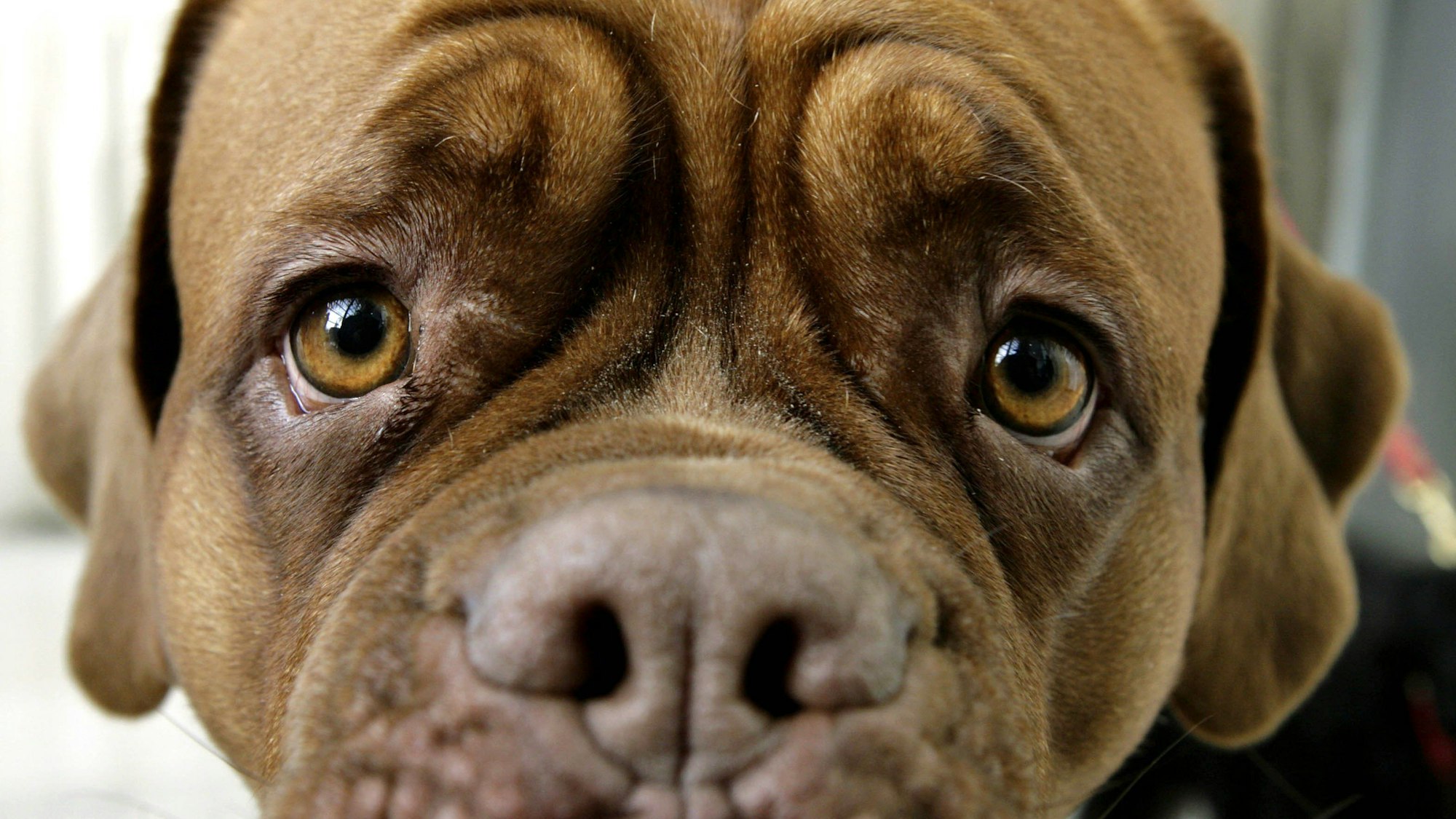 Mit scheinbar traurigem Blick schaut die Bordeaux-Doggen-Hündin Olga anlässlich eines Pressetermins in die Kamera.