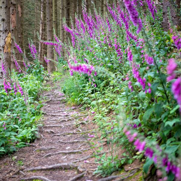 Ein von Blumen gesäumter Wanderweg führt durch einen Wald in der Eifel.