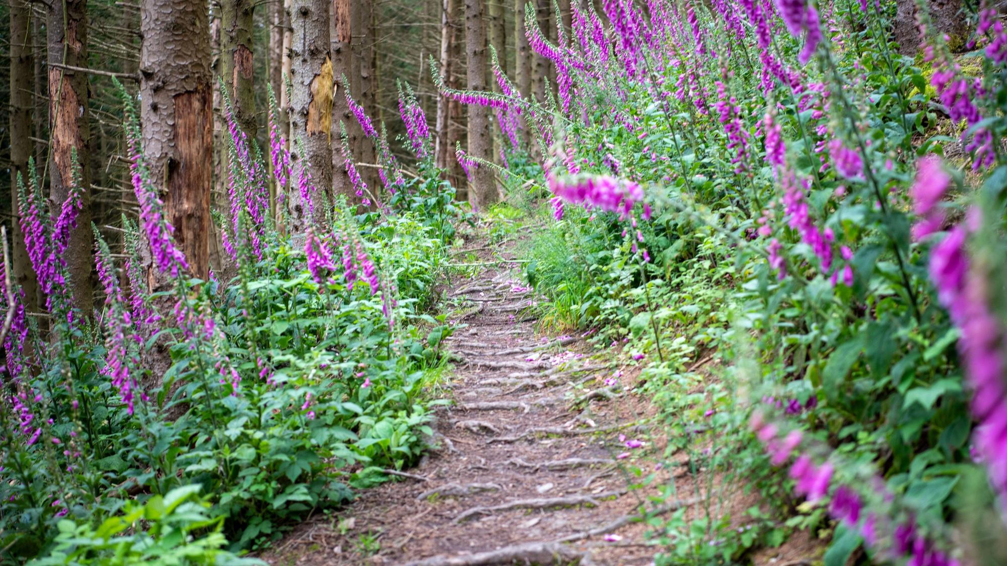 Ein von Blumen gesäumter Wanderweg führt durch einen Wald in der Eifel.