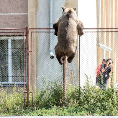 Ein Braunbär klettert über den Zaun der Schule Octavian Goga in Rumänien.