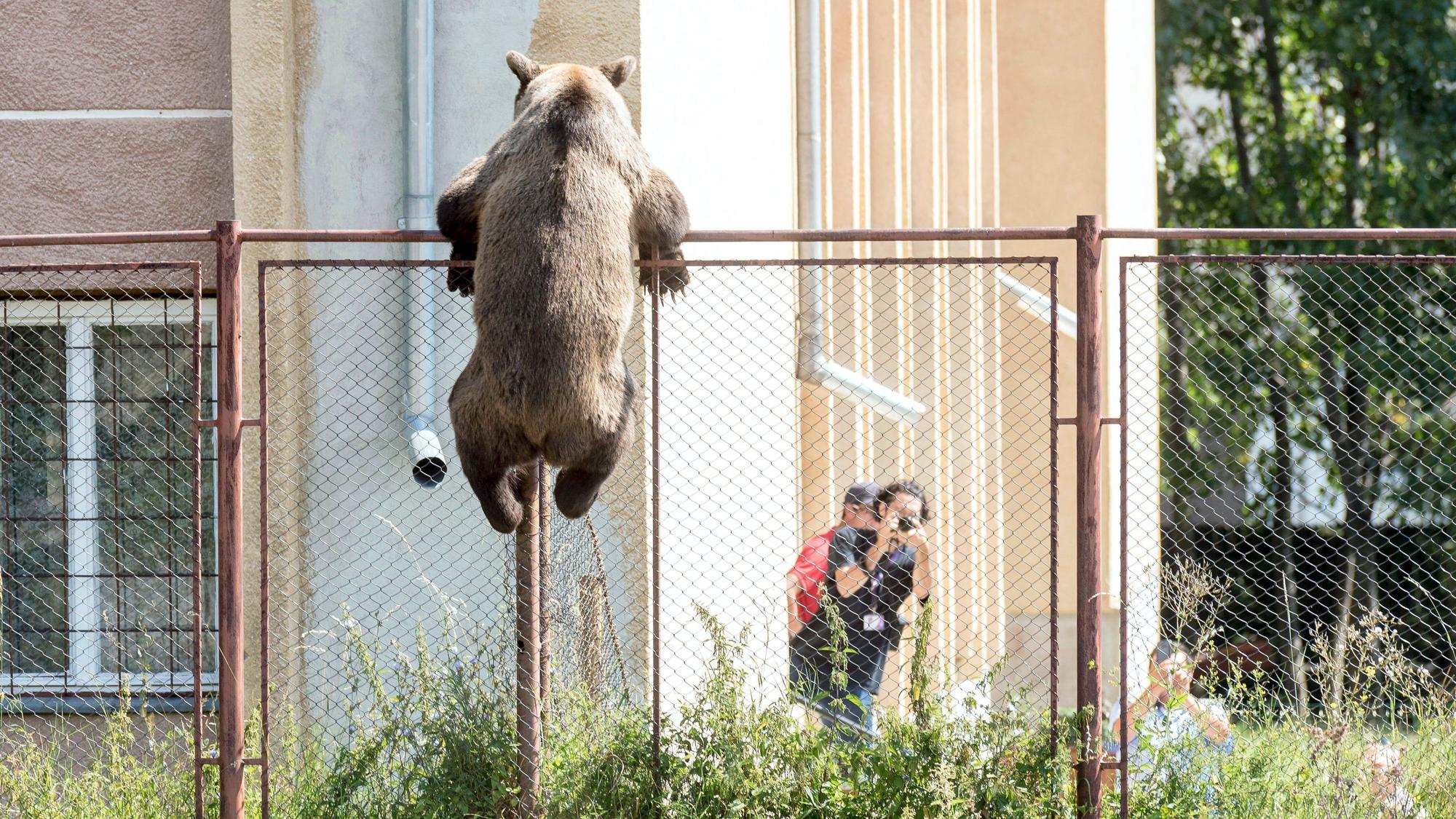 Ein Braunbär klettert über den Zaun der Schule Octavian Goga in Rumänien.