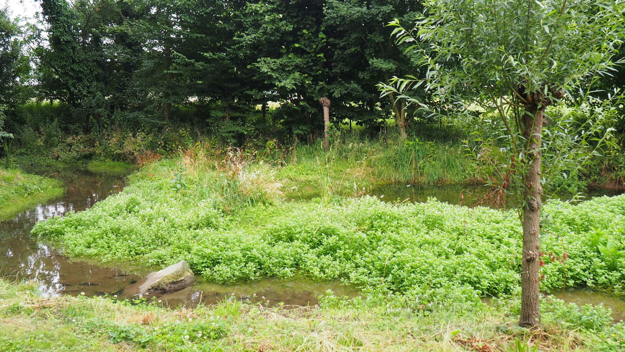 Der Bach schlängelt sich wieder, er hat mehr Raum.