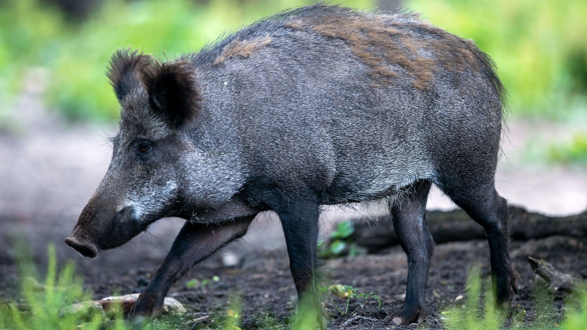 Ein junges, weibliches Wildschwein steht in einem Wildgatter.
