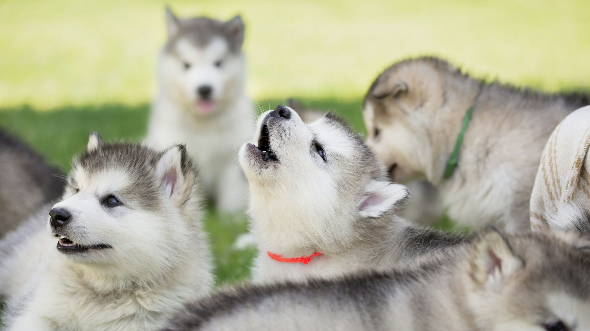 Ein Siberian-Husky-Welpe,umgeben von Artgenossen, heult.