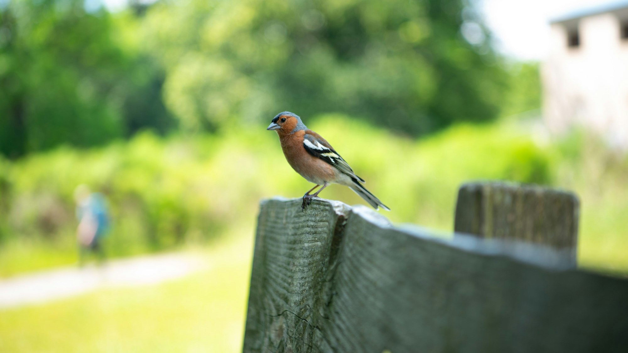 Ein Buchfink sitzt auf der Lehne einer Holzbank.