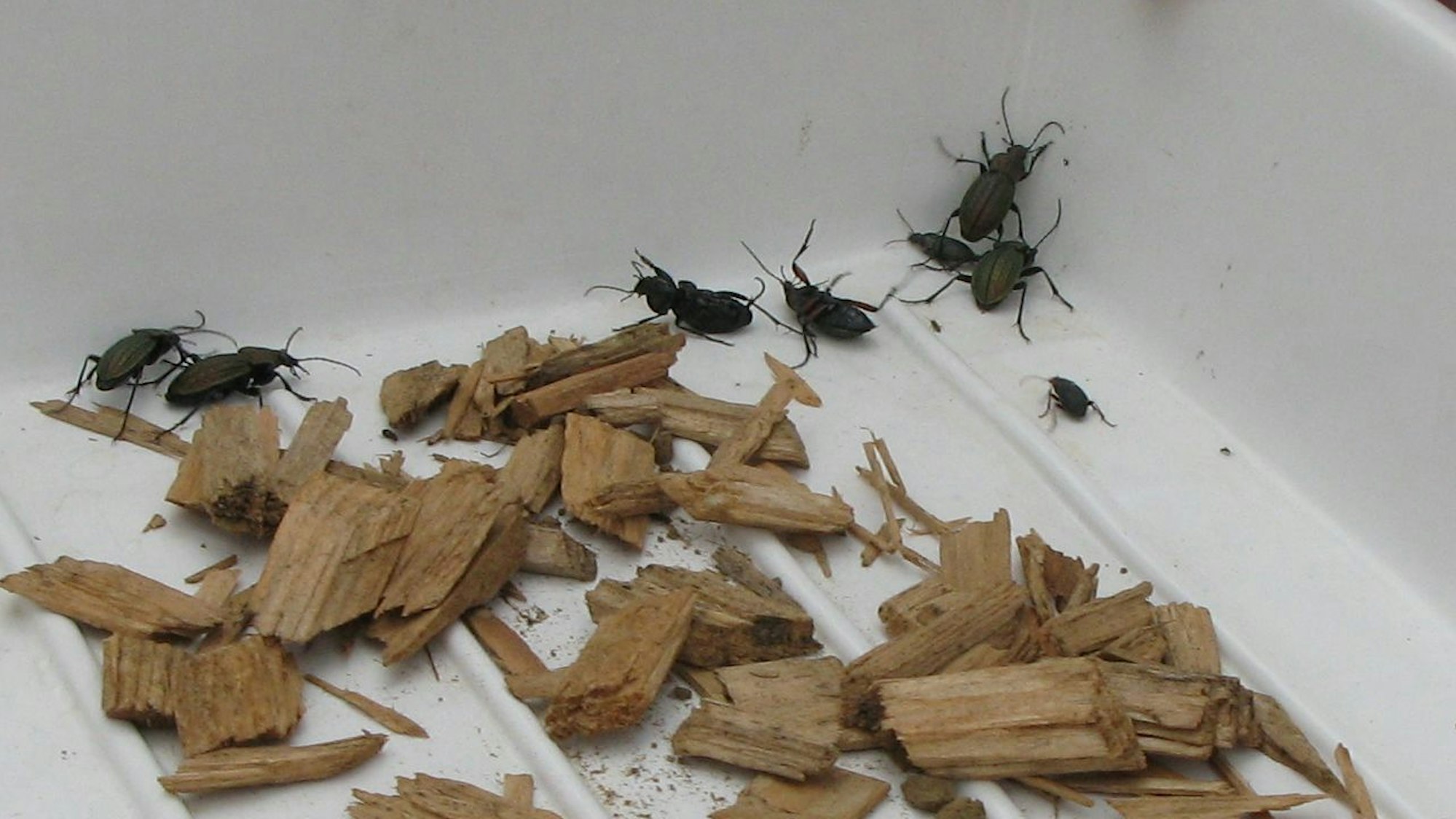 Käfer krabbeln in einer weißen Schale mit Holzstücken.