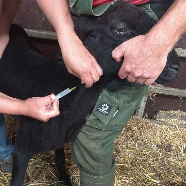 Gegen die Blauzungenkrankheit: Der Tierarzt-Mitarbeiter Daniel Neubert impft auf dem Klosterhof in Gummersbach-Bünghausen ein Schwarzes Bergschaf, Landwirt Peter Schmidt hält das Tier fest.