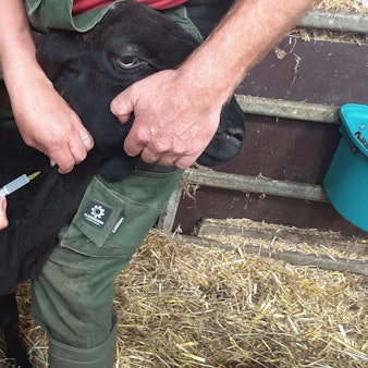 Gegen die Blauzungenkrankheit: Der Tierarzt-Mitarbeiter Daniel Neubert impft auf dem Klosterhof in Gummersbach-Bünghausen ein Schwarzes Bergschaf, Landwirt Peter Schmidt hält das Tier fest.