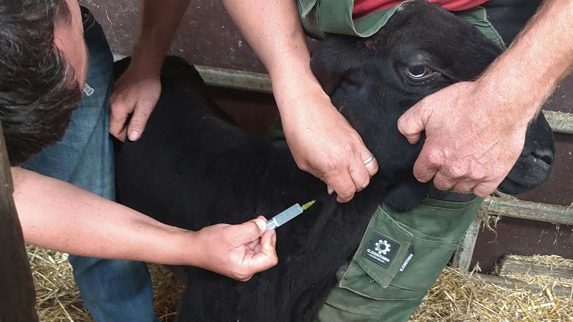 Gegen die Blauzungenkrankheit: Der Tierarzt-Mitarbeiter Daniel Neubert impft auf dem Klosterhof in Gummersbach-Bünghausen ein Schwarzes Bergschaf, Landwirt Peter Schmidt hält das Tier fest.