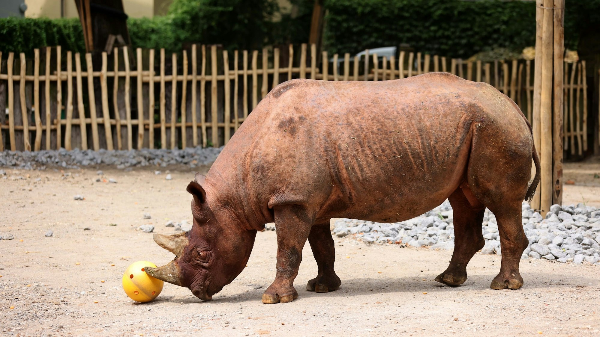 Kleine Leckereien, die aus den Löchern des Balls fallen, versuchte Taco zu erreichen. Das Bild wurde im Frühjahr aufgenommen.