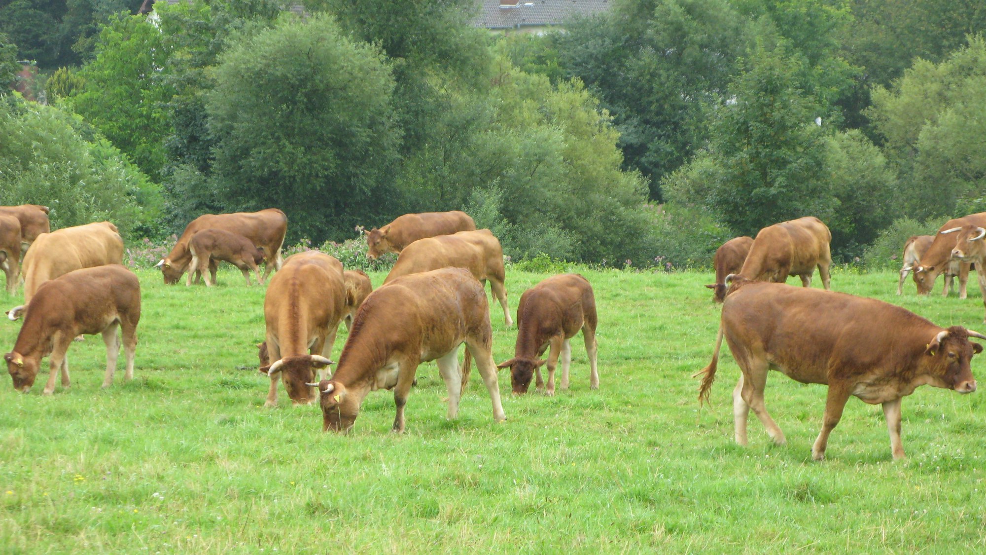 Eine Herde hellbrauner Kühe weidet auf eine Wiese.