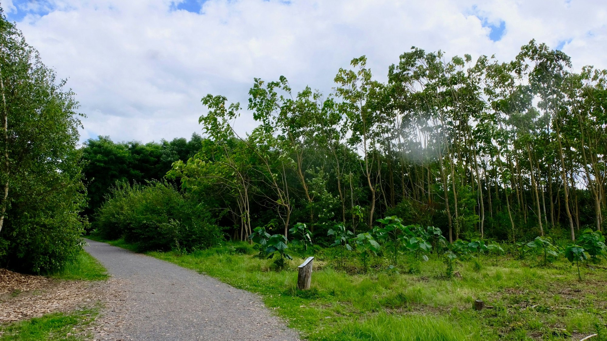 Bäume stehen im sogenannten Klimawald